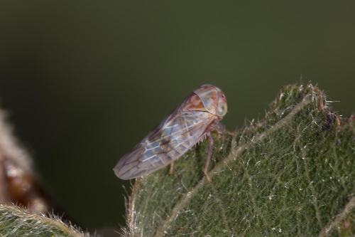 Tremulicerus sp.