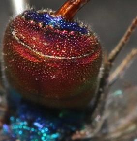 Chrysis analis