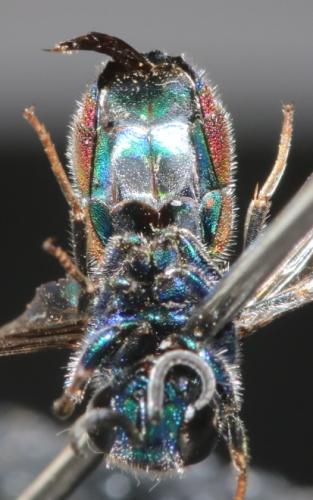 Chrysis analis