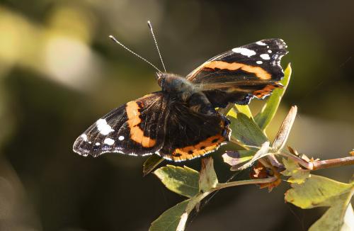 Réf. 365 213 : Vanessa atalanta