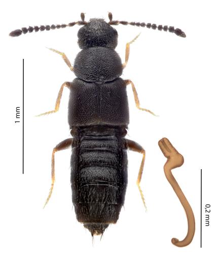 Atheta celata
