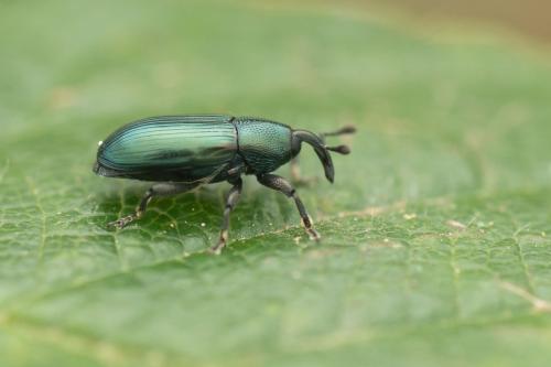 Aulacobaris coerulescens
