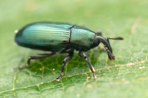 Aulacobaris coerulescens
