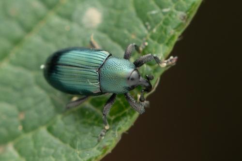 Aulacobaris coerulescens