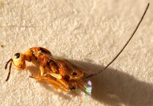 Megastigmus aculeatus