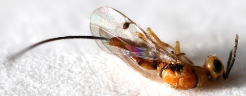 Réf. 365 763 : Megastigmus aculeatus Réf. 365 763 : Megastigmus aculeatus