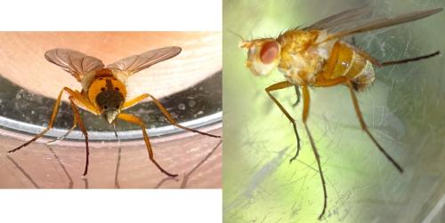 Réf. 365 113 : Pandelleia otiorrhynchi