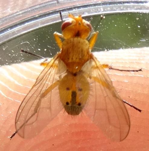 Pandelleia otiorrhynchi