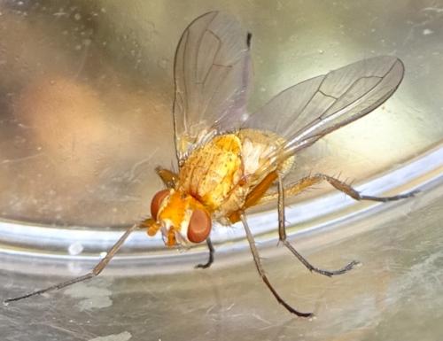 Pandelleia otiorrhynchi