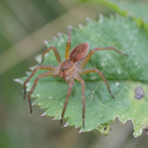 Réf. 365 246 : Dolomedes sp.