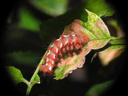 Acronicta rumicis