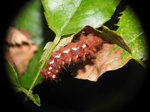 Acronicta rumicis