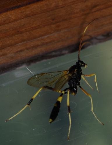 Acroricnus seductor