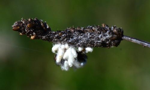 Microgastrinae