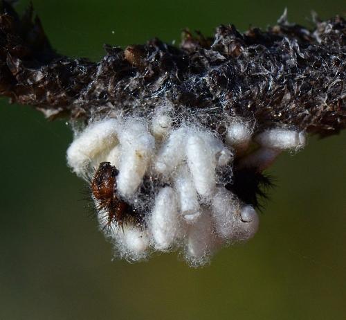 Microgastrinae