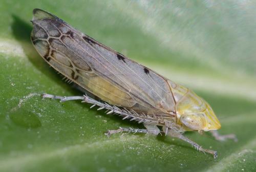 Réf. 365 174 : Synophropsis lauri Réf. 365 174 : Synophropsis lauri