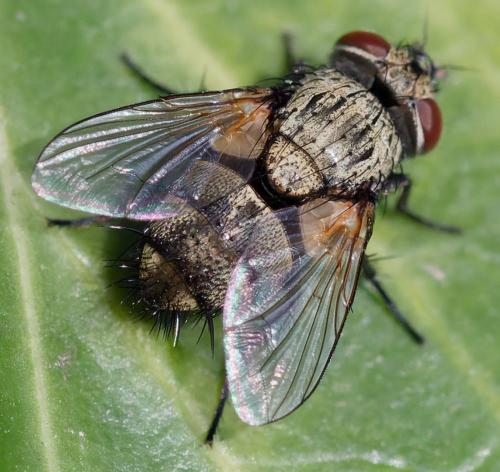 Réf. 365 188 : Clemelis pullata