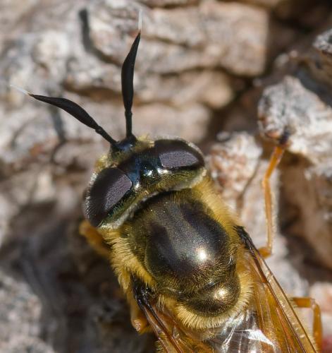 Callicera macquarti