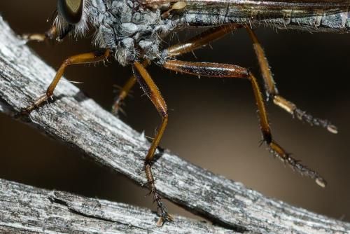 Aneomochtherus flavipes