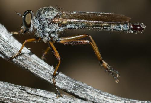 Réf. 365 367 : Aneomochtherus flavipes