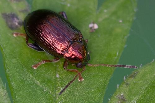 Crepidodera aurea