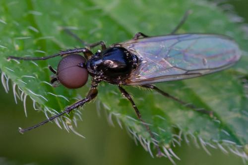 Dilophus bispinosus