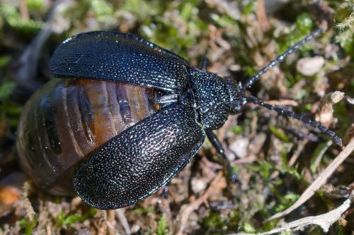 Galeruca sp.