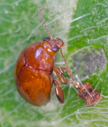 Sphaeroderma sp.