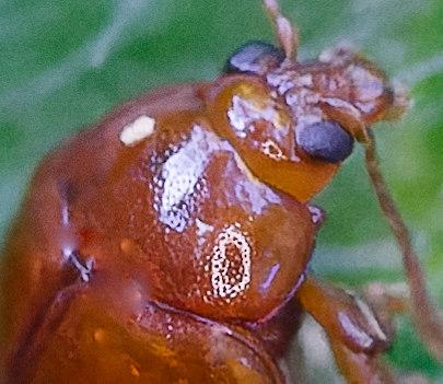 Sphaeroderma sp.