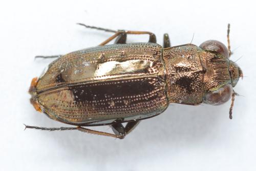 Réf. 365 772 : Notiophilus quadripunctatus Réf. 365 772 : Notiophilus quadripunctatus