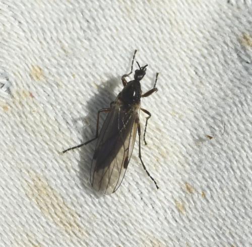 Bibio clavipes