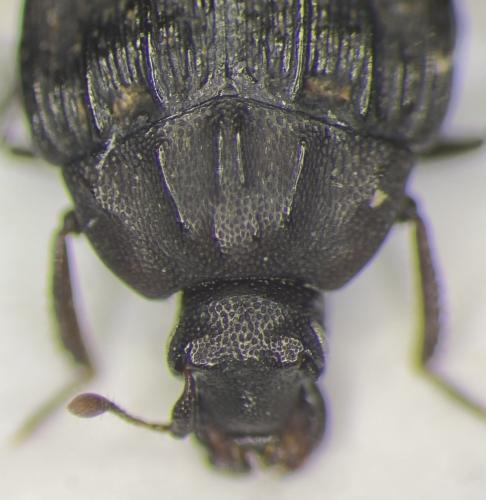 Onthophilus globulosus