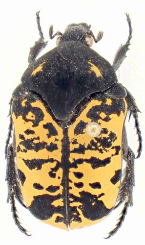 Gymnetis marmorea