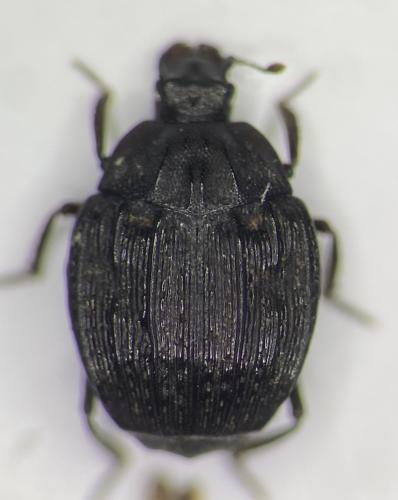 Onthophilus globulosus