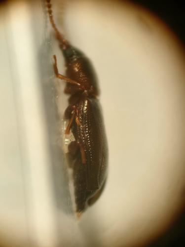 Sphaeriestes sp.