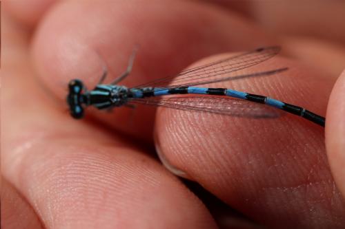 Coenagrion mercuriale