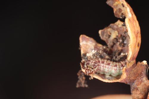 Alophia combustella