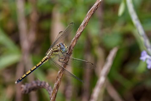 Orthetrum malgassicum