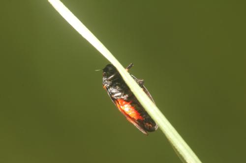 Cercopis sanguinolenta