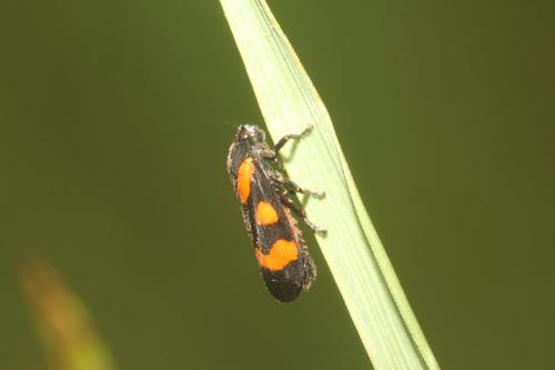 Cercopis sanguinolenta