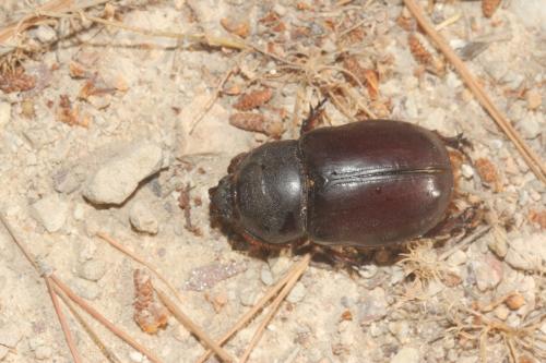 Oryctes nasicornis ameliae
