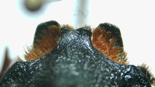 Réf. 365 825 : Oryctes nasicornis ameliae Réf. 365 825 : Oryctes nasicornis ameliae