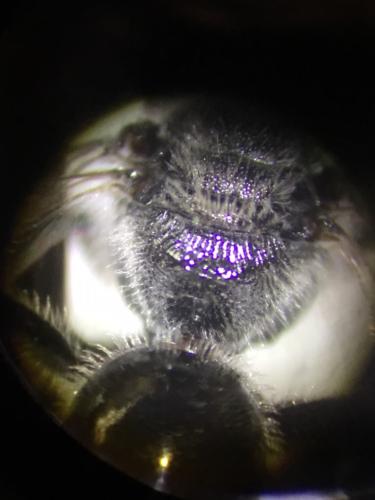 Lasioglossum bimaculatum