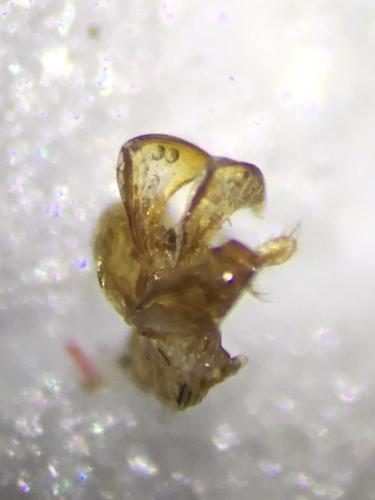 Lasioglossum bimaculatum