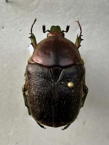 Réf. 365 937 : Protaetia ungarica inderiensis Réf. 365 937 : Protaetia ungarica inderiensis