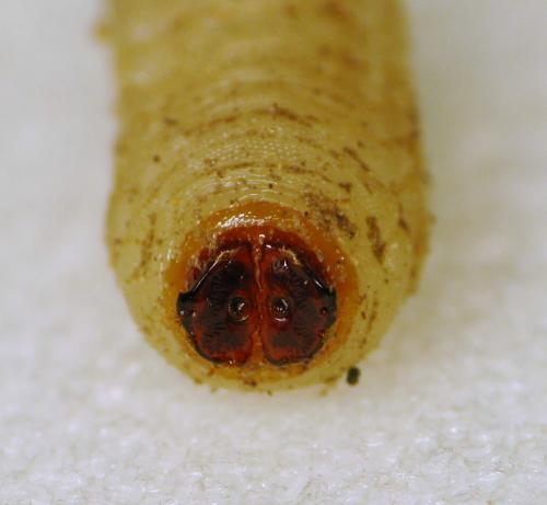Temnostoma meridionale