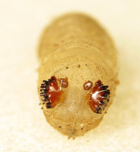 Temnostoma meridionale