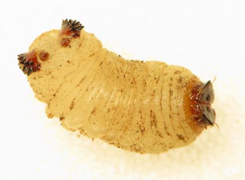 Temnostoma meridionale