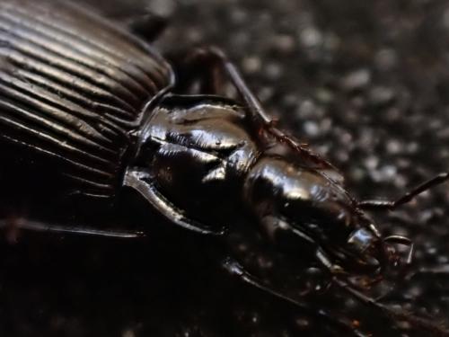 Platynus assimilis