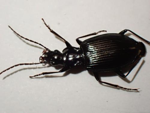 Platynus assimilis